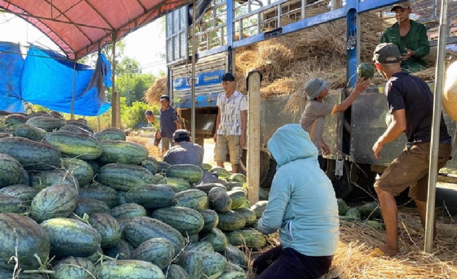 Bình Định: Dưa hấu vừa mất mùa vừa mất giá, nông dân "khóc ròng"