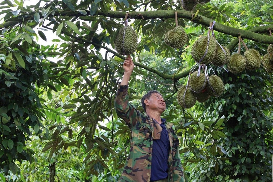 Sầu riêng “sốt giá”, doanh nghiệp gặp khó với bài toán thu mua