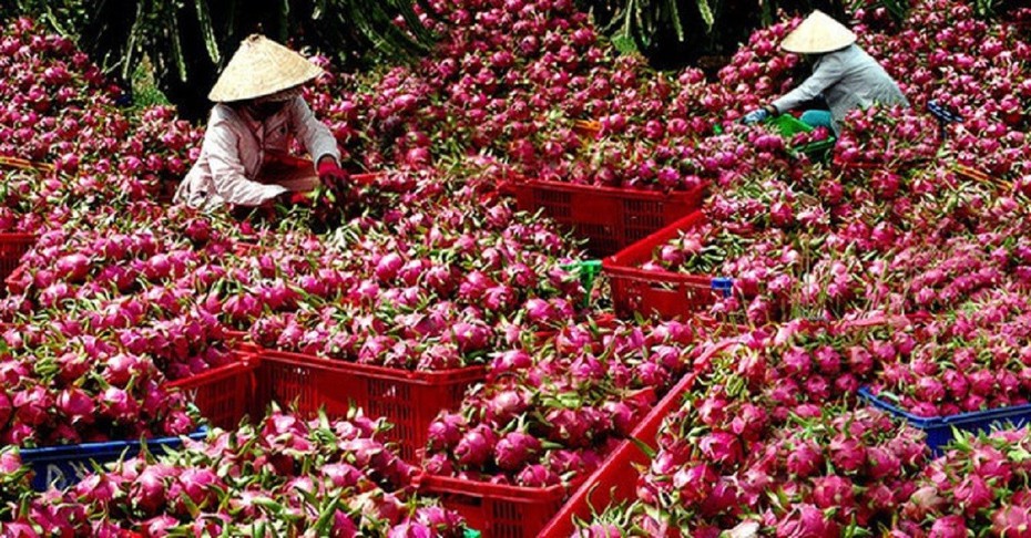 Trái thanh long Bình Thuận có thêm lợi thế cạnh tranh khi xuất khẩu