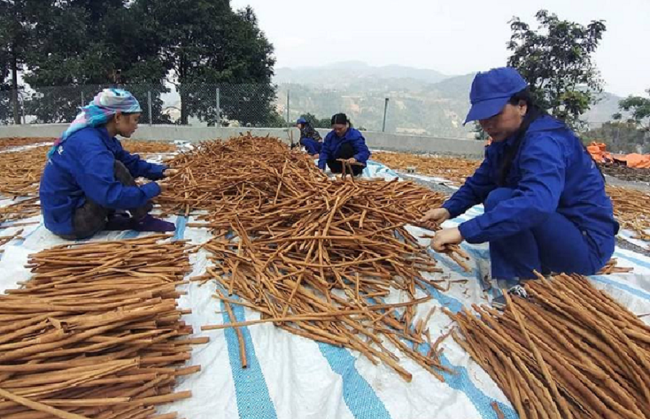 Tận dụng lợi thế đưa dược liệu thành ngành kinh tế có giá trị cao