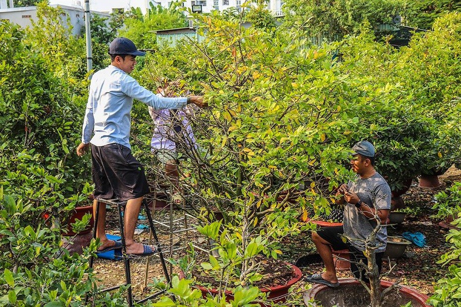 Hoa bung nở sớm, người trồng mai thấp thỏm lo mất Tết