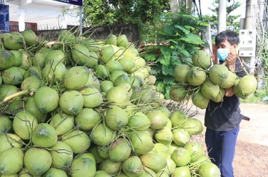 Bến Tre: Đẩy mạnh phát triển nông nghiệp ứng dụng công nghệ cao