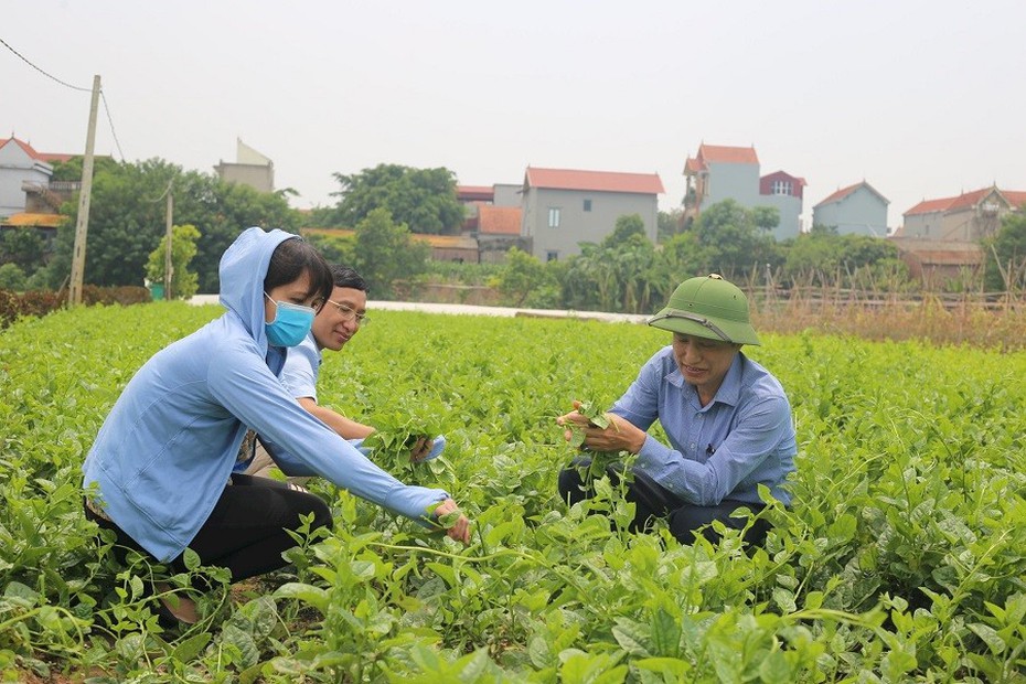 Hà Nội: Đảm bảo nguồn rau xanh phục vụ Tết