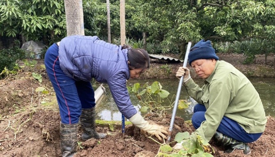 Lão nông nhẹ nhàng đút túi 150 triệu đồng nhờ trồng loại củ vừa lạ vừa quen