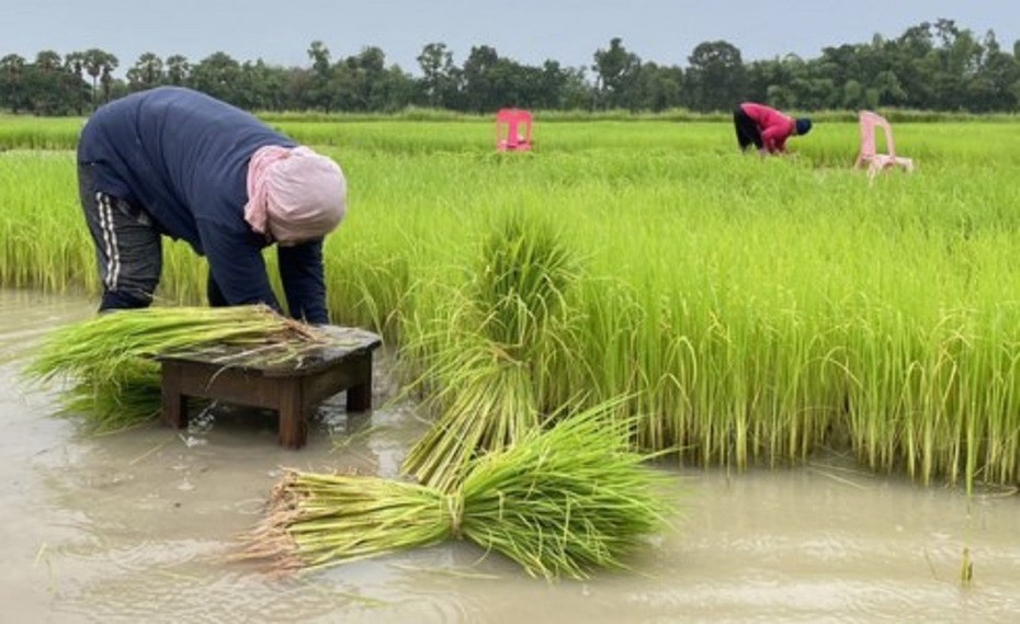 Thái Lan kêu gọi nông dân không trồng lúa trái vụ