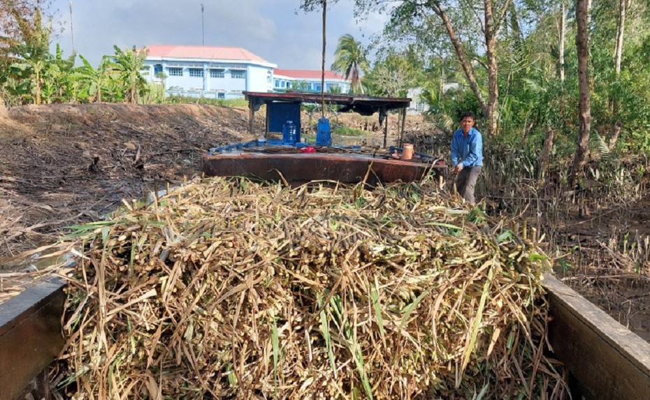 Sóc Trăng: Nông dân phấn khởi vì mía được mùa, được giá