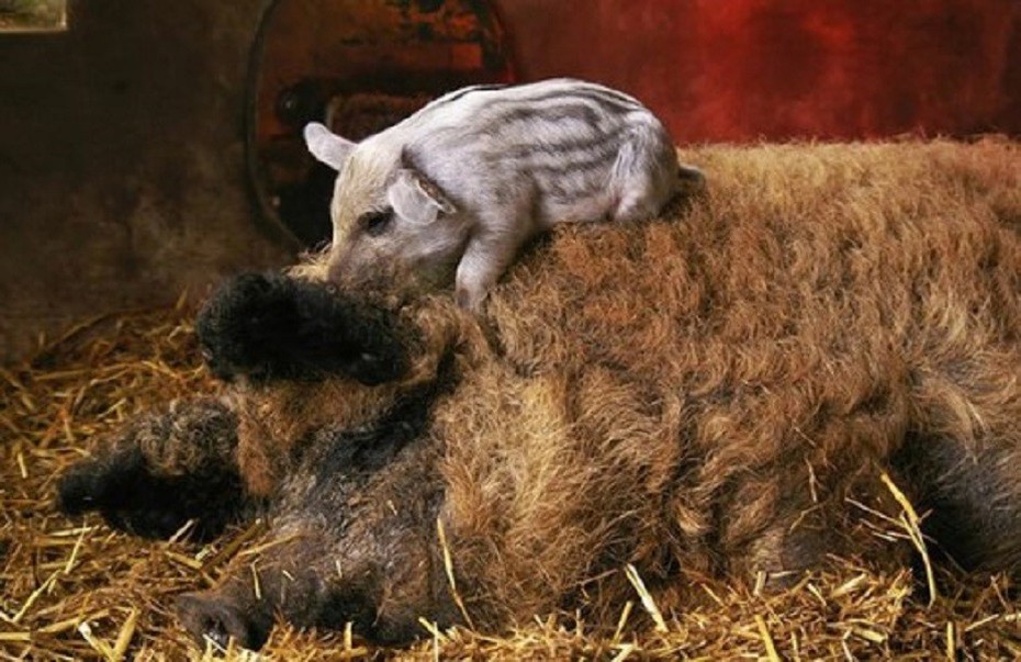 Giống lợn ngon bậc nhất thế giới, được coi là bảo vật quốc gia