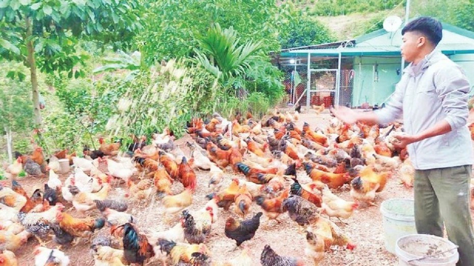 Anh nông dân thu lãi cả trăm triệu nhờ nuôi gà theo “cách lạ”