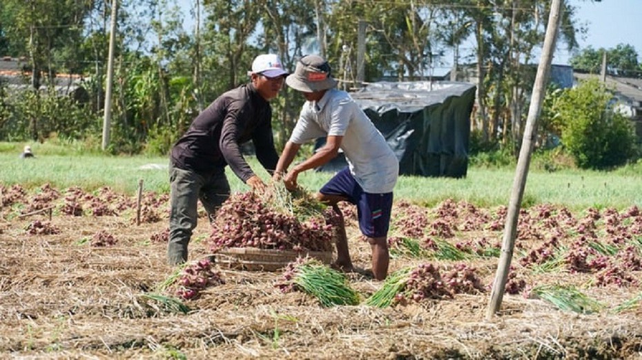 Sóc Trăng: Nông dân phấn khởi vì hành tím được mùa