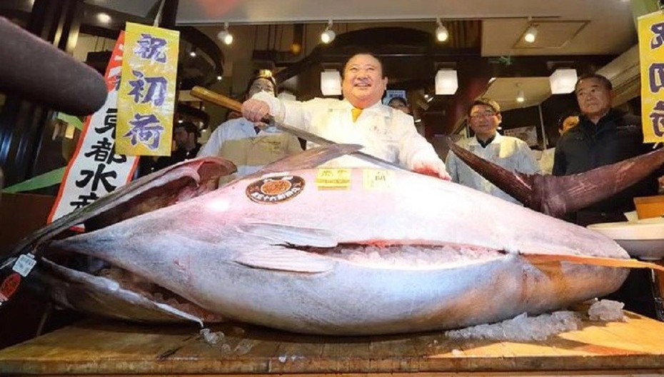 Con cá nặng 212kg giá 15 tỷ đồng, người đàn ông vẫn xuống tiền mua