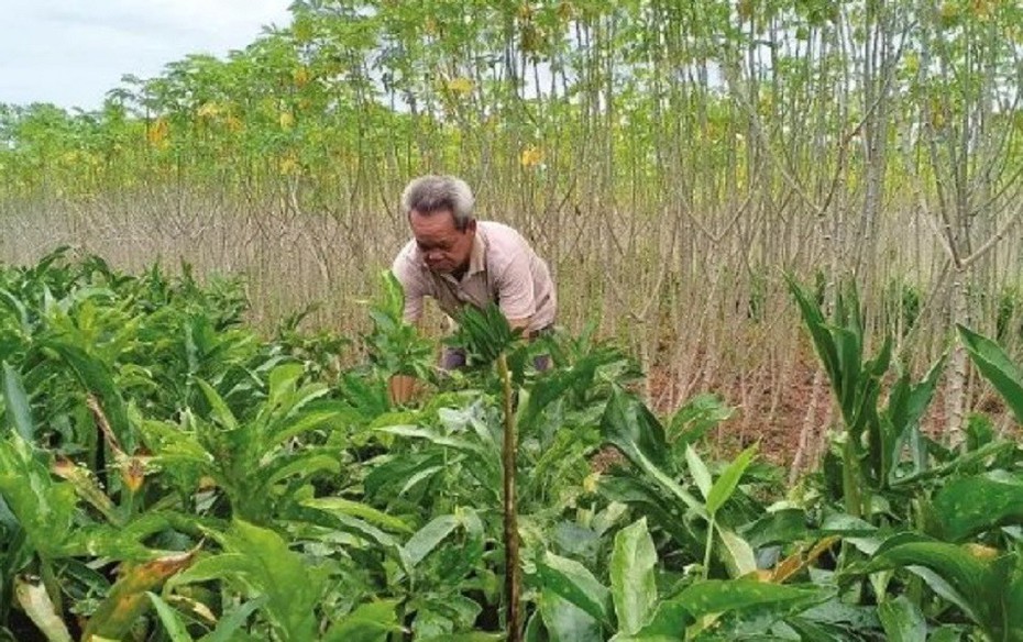 Loại rau dại xưa cho lợn ăn nay thành đặc sản dân thành phố "tranh nhau mua"