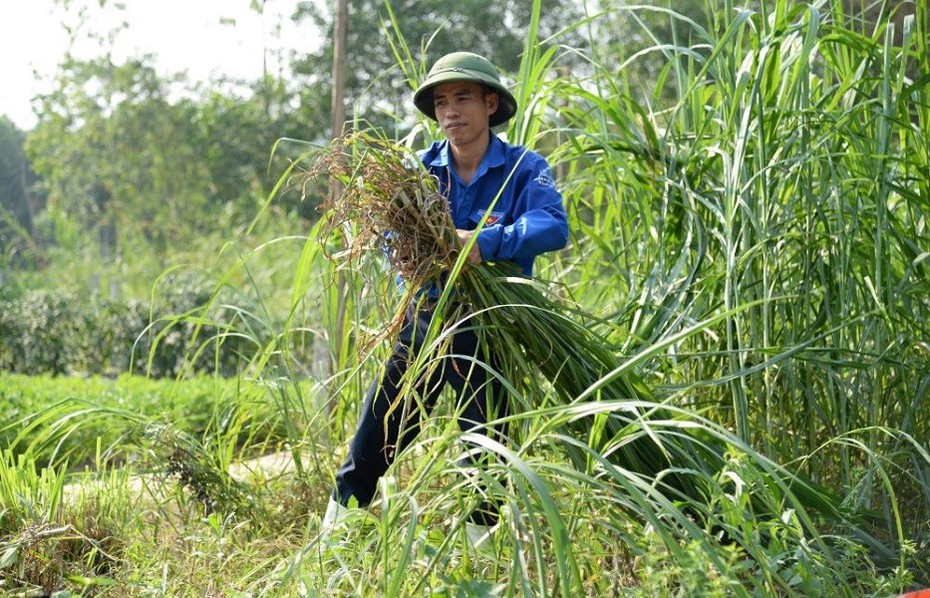 Anh nông dân thu hàng trăm triệu đồng nhờ nuôi loài vật"ham ăn rau cỏ"