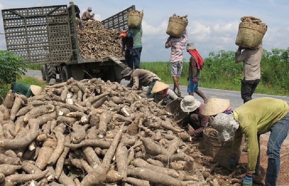 Xuất khẩu sắn hướng đến mục tiêu kim ngạch 2 tỷ USD vào năm 2030