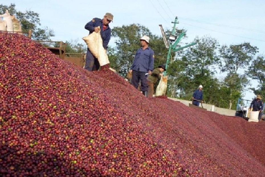 Đẩy mạnh xúc tiến thương mại, đưa nông sản Việt vào thị trường Ấn Độ