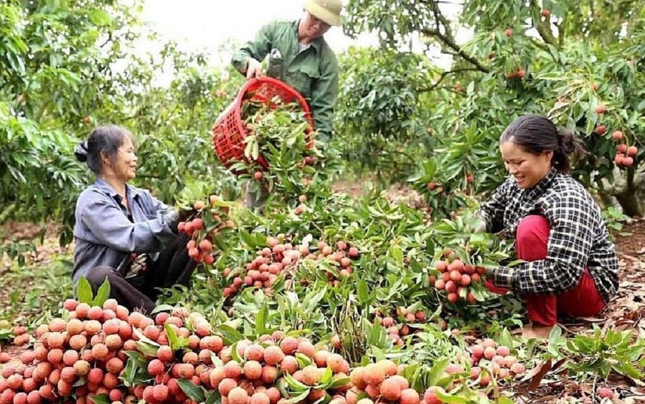 Bắc Giang: Đẩy mạnh xúc tiến thương mại tiêu thụ vải thiều năm 2024