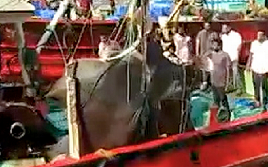 Ngư dân bắt được con cá đuối khổng lồ nặng 1.300kg