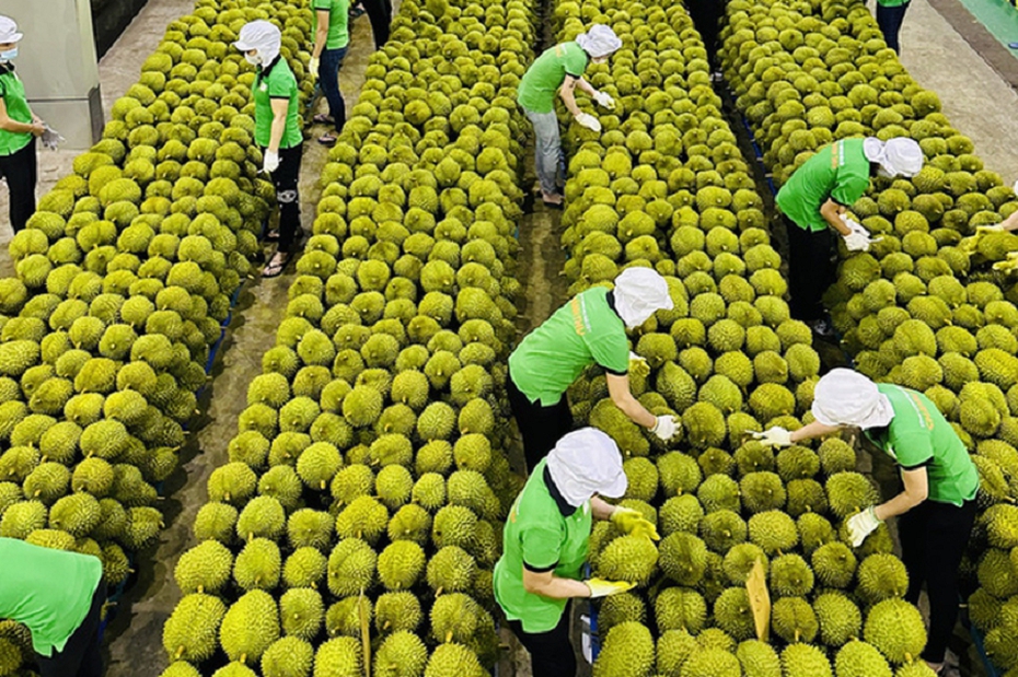 Nhiều nước tăng thu mua rau quả Việt Nam