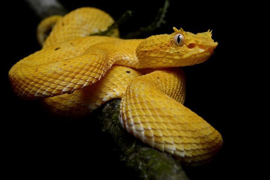 Cận cảnh "nụ hôn" thần chết của loài rắn độc nhất thế giới