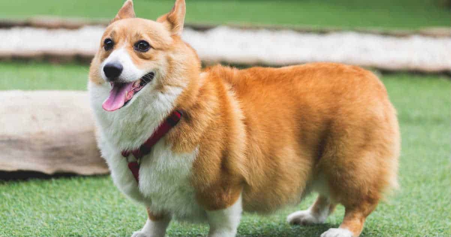 Clip: Khoảnh khắc đáng yêu khi chó Corgi cố gắng uống nước từ vòi phun