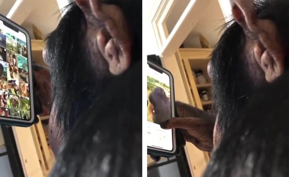 Clip: Chú tinh tinh lướt Instagram, thả tim cực chuyên nghiệp