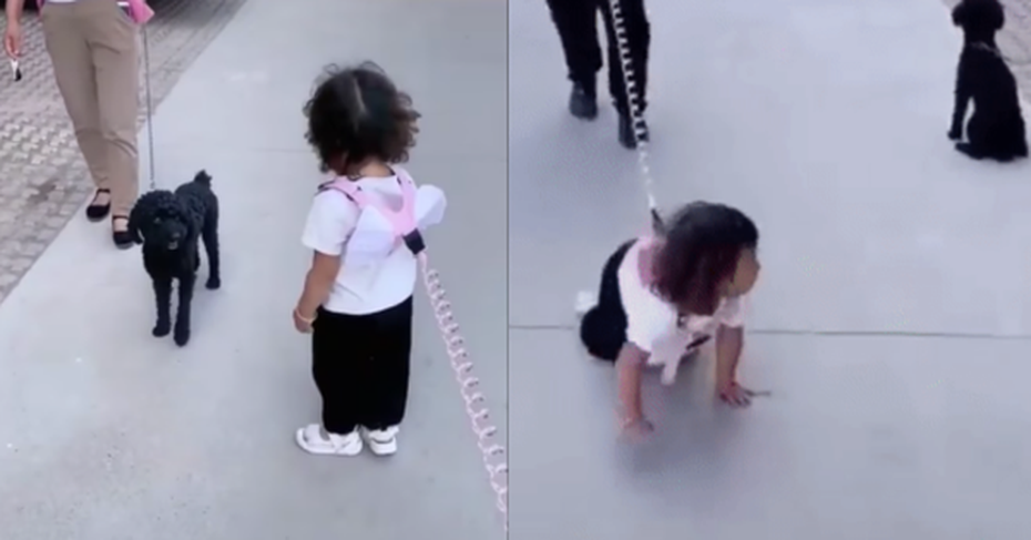 Clip: Bé gái có hành động bất ngờ khi đang đi dạo khiến bố hốt hoảng