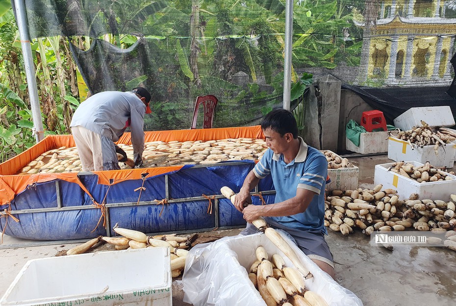 Hải Phòng: Bắt ruộng sâu trũng bị bỏ hoang “đẻ ra vàng”