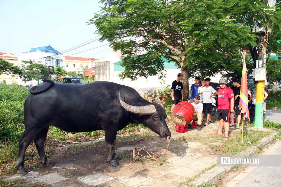 Hải Phòng: Lọc “ông trâu” hung dữ, khó kiểm soát trước thềm Lễ hội