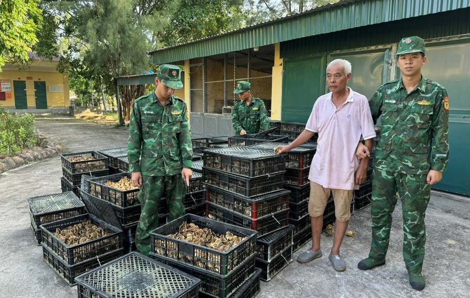 Quảng Ninh: Thu giữ gần 18.000 gà giống không rõ nguồn gốc xuất xứ