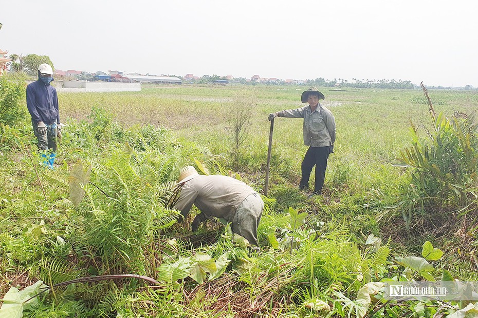 Người dân Hải Phòng kiếm tiền triệu mỗi ngày nhờ đi săn chuột đồng