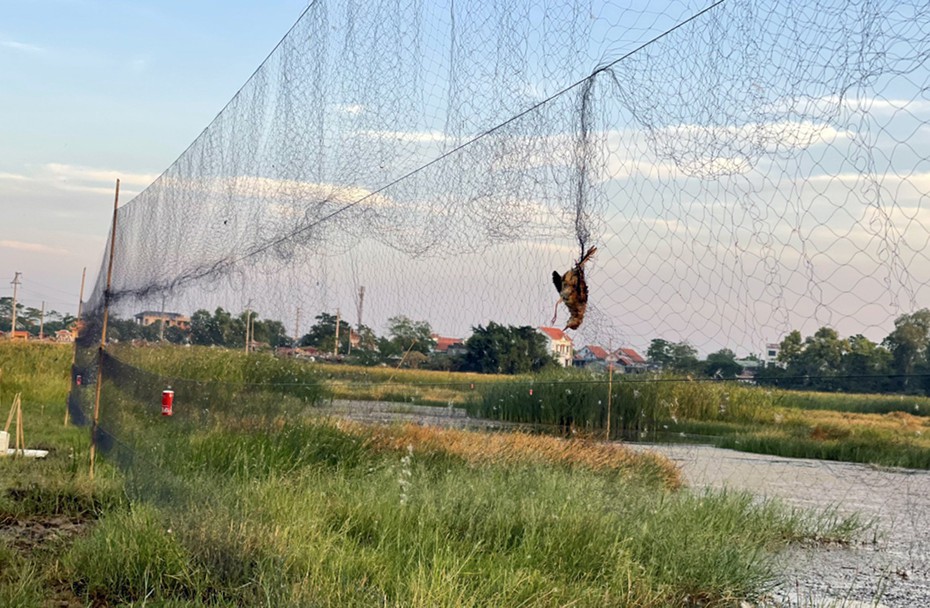 Hải Phòng: Phát hiện, xử lý 3 vụ săn bắt chim trời trái phép