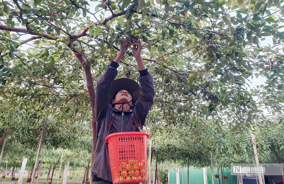 Hải Phòng: Vùng trồng “táo muối” Bàng La vào vụ Tết