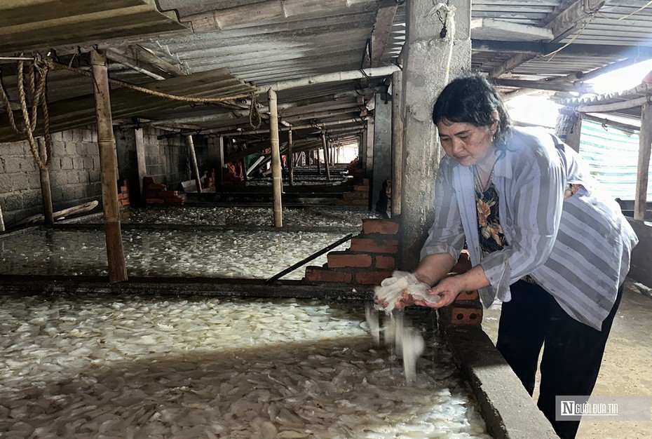 Hải Phòng: Sứa rớt giá, tàu thuyền khai thác ngày càng teo tóp