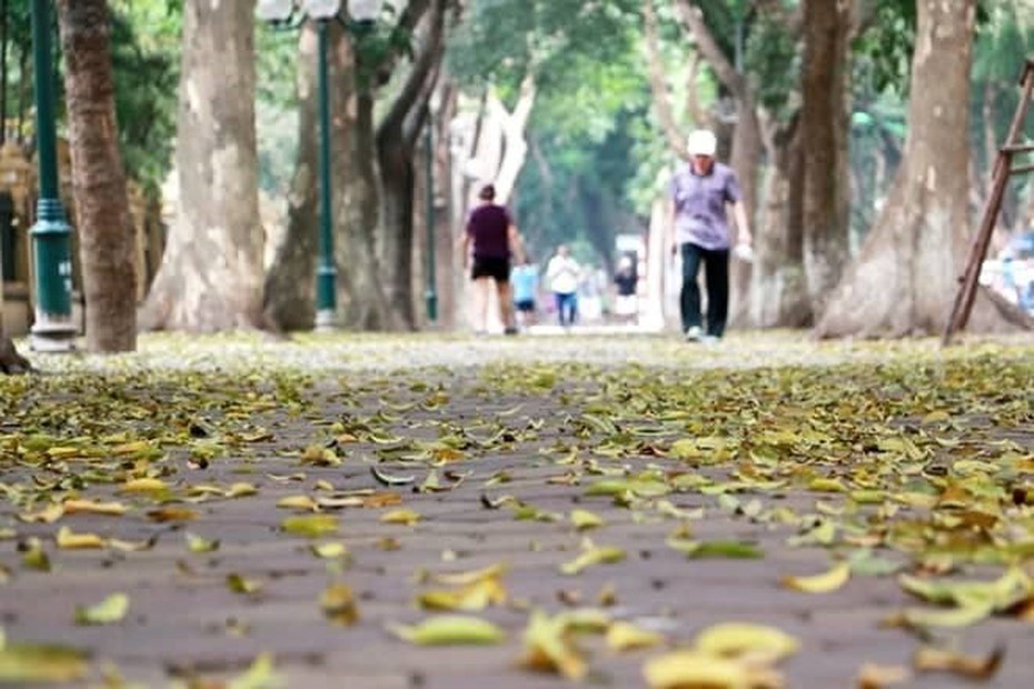 Hà Nội đẹp mơ màng mùa sấu thay lá