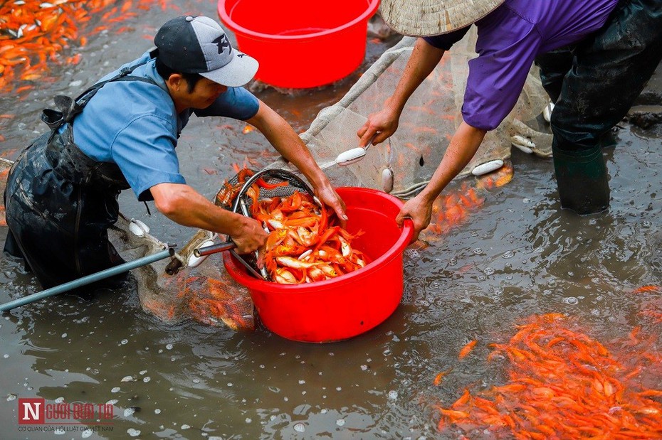 Làng nghề cá chép đỏ nhộn nhịp trước Tết ông Công, ông Táo