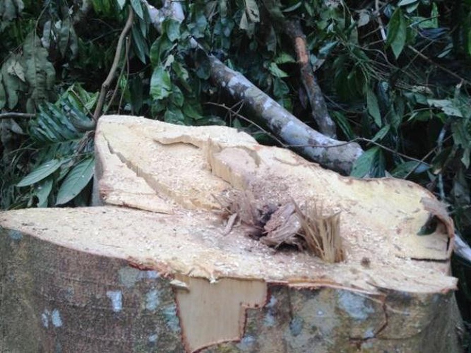 Thanh Hóa: Đã xác định được đối tượng phá rừng ở Xuân Chinh