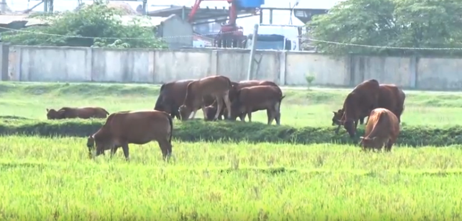 Hàng chục trâu bò bị trộm trong đêm, dân hoang mang tìm cách bảo vệ