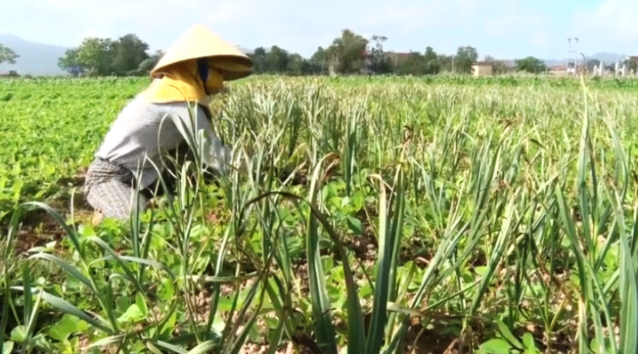 Cận cảnh công đoạn thu hoạch thứ cây gia vị cho thu nhập hàng chục triệu đồng một năm