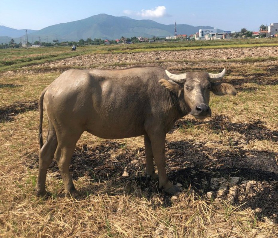 Bí tiền tiêu xài, trộm "đầu cơ nghiệp" của hàng xóm