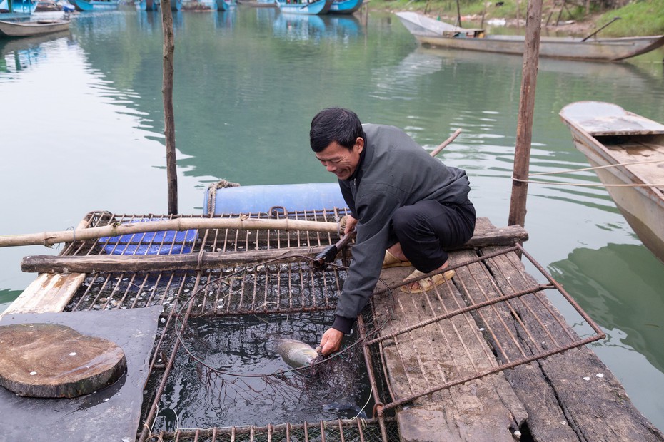 Nghề nuôi loài cá "đặc sản" trên miền di sản Phong Nha Kẻ Bàng