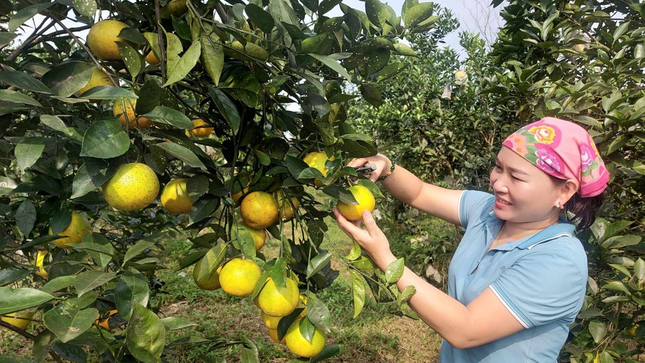 Quảng Bình: "Hái ra tiền” nhờ trồng thứ cây đặc sản của Hà Tĩnh