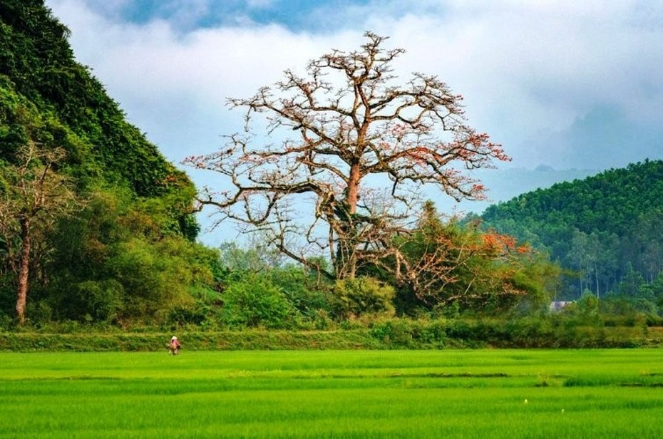 Chiêm ngưỡng cây gạo hàng trăm năm tuổi ở Quảng Bình