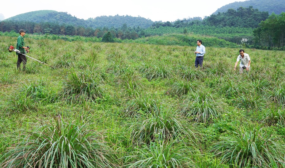 Loại cây trồng trên đất bỏ hoang giúp nông dân thoát nghèo, làm giàu