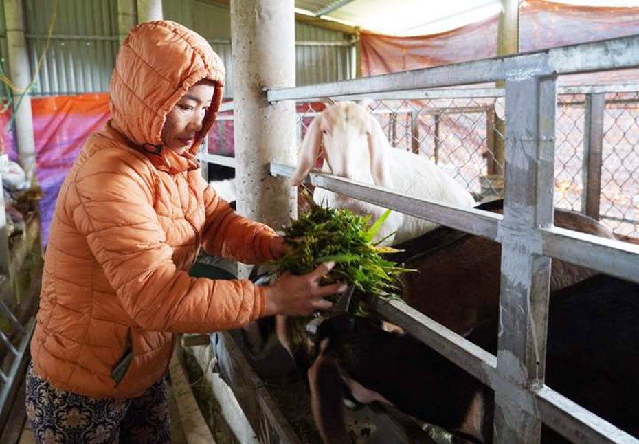 Người phụ nữ bỏ làm công nhân về quê chăn nuôi cho thu nhập "khủng"