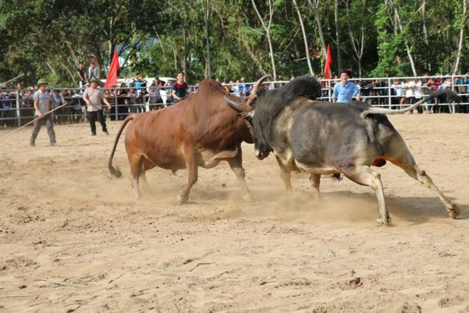 Khai hội chọi bò tri ân các thầy cô giáo nhân ngày 20/11