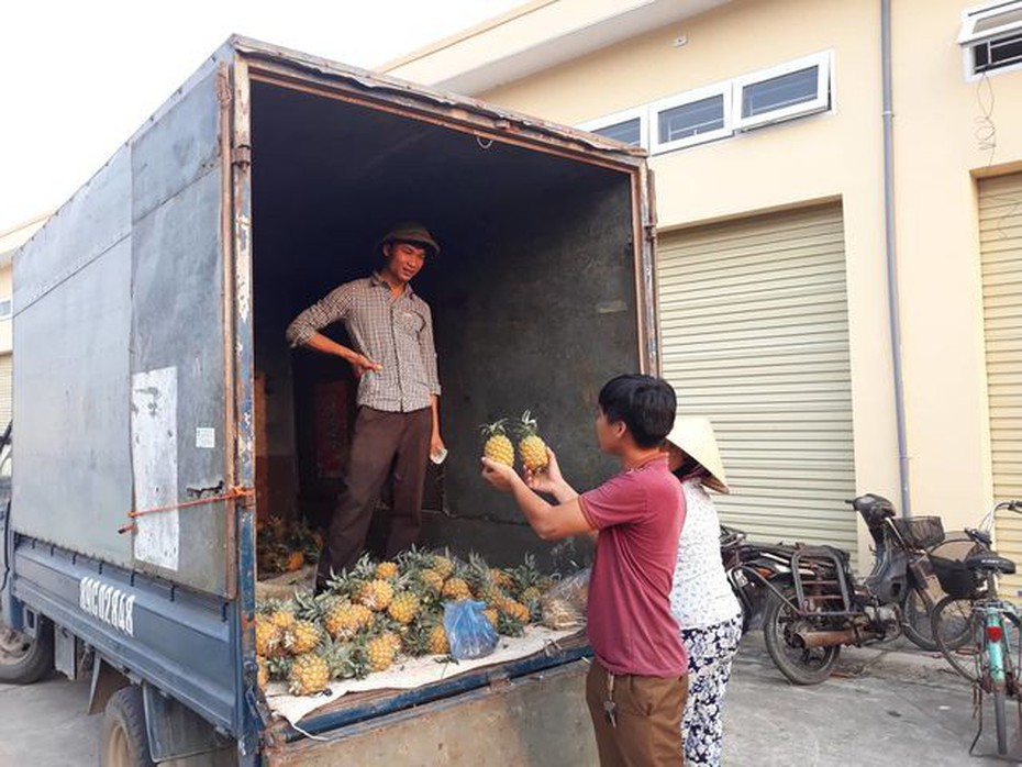 3.000 đồng một quả dứa loại to, rẻ ngang cốc trà đá