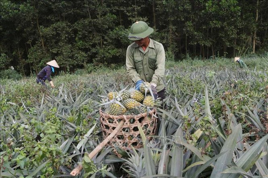 Dứa ngọt giảm giá sốc, chua chát lòng nông dân