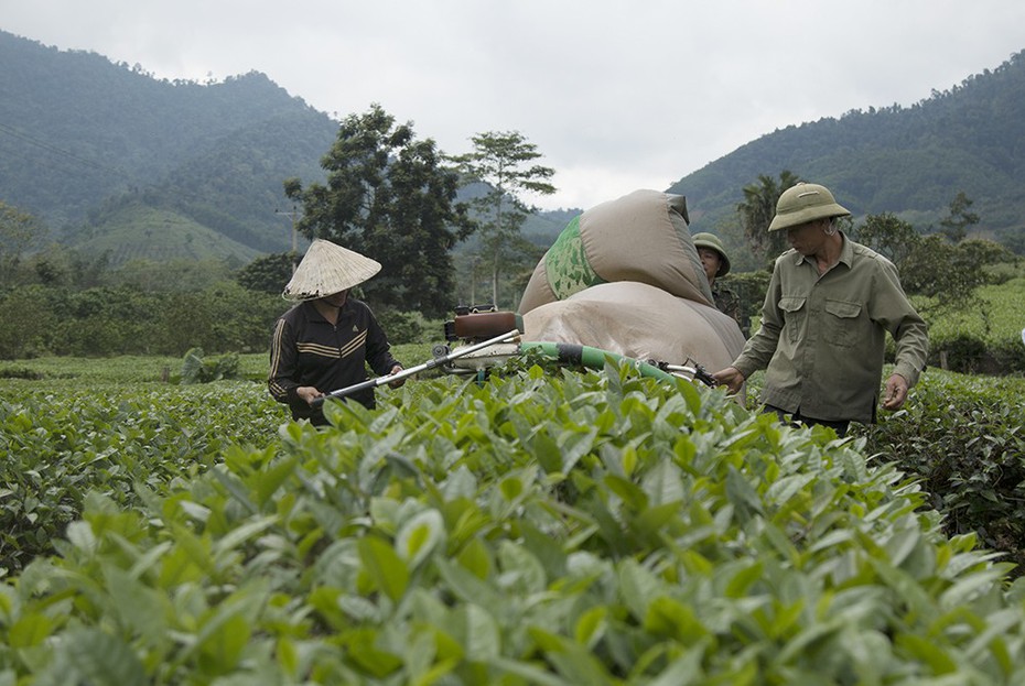 Bỏ thành phố, hàng chục thanh niên lên rừng “biến sỏi thành cơm”