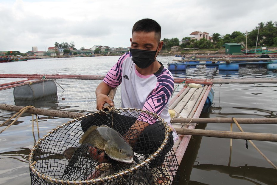 Hàng trăm tấn cá lồng bè “nghẽn” đầu ra do dịch Covid-19