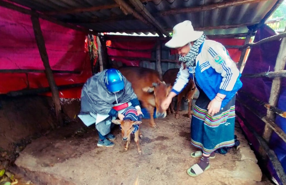 Rét đậm, người dân mặc áo và đốt củi sưởi ấm cho đàn trâu, bò ở Nghệ An