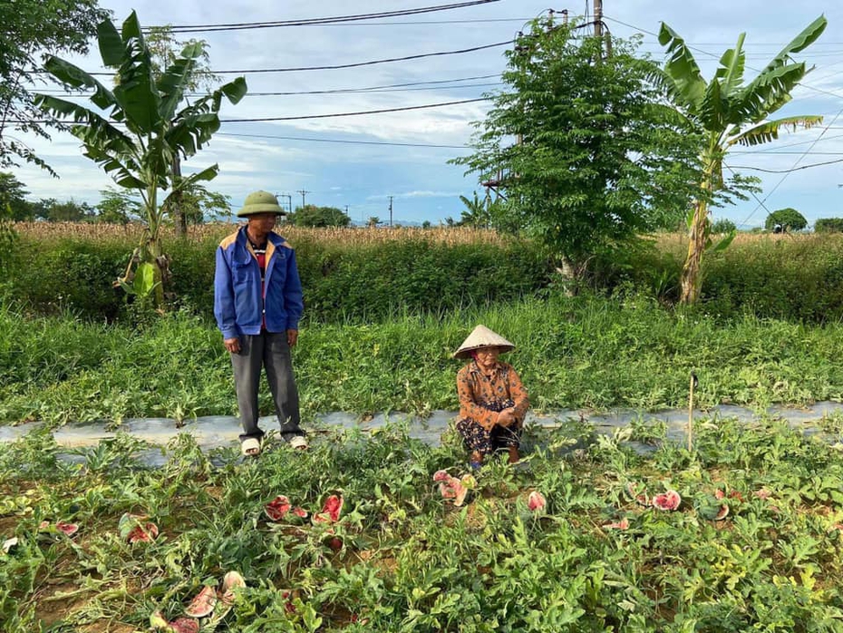 Vụ ruộng dưa hấu bị phá: Vợ chồng cụ ông tha thứ nhóm thanh niên